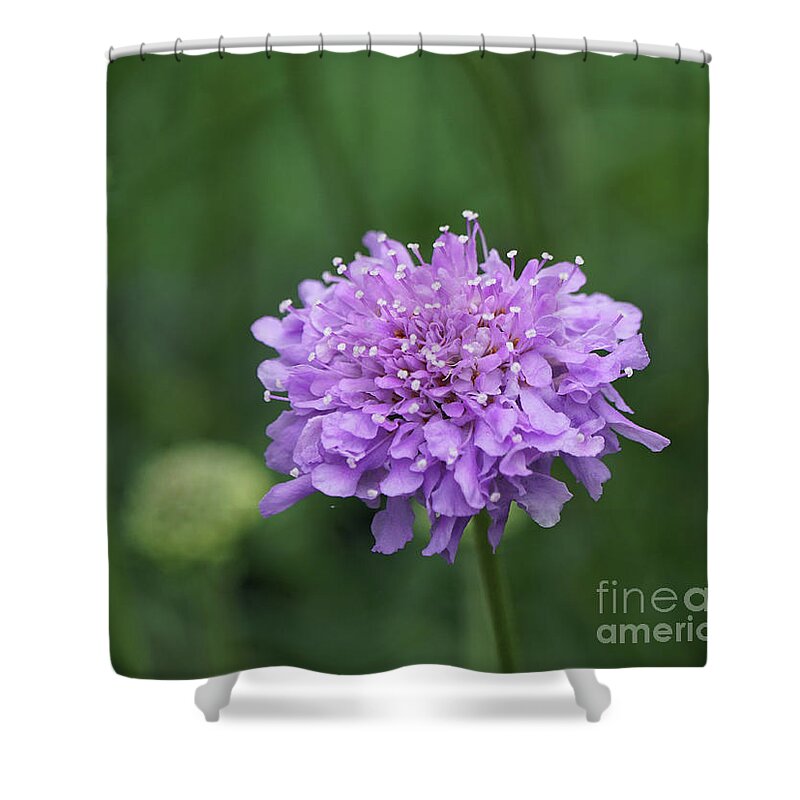 Pincushion Shower Curtain featuring the photograph Pinchsion Flower by Robert E Alter Reflections of Infinity