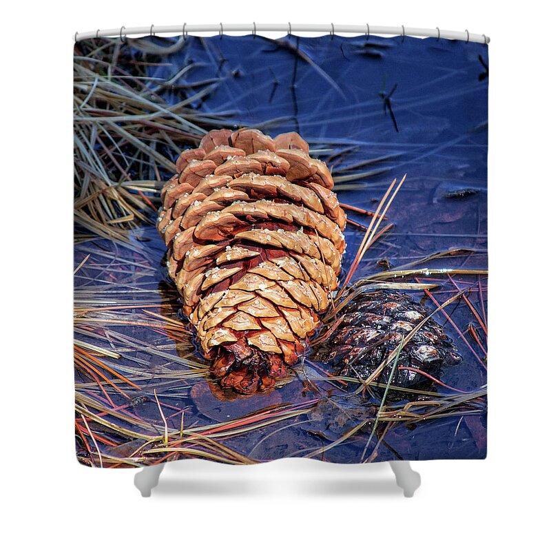 Pine Cone Shower Curtain featuring the photograph Pine Cone by L J Oakes