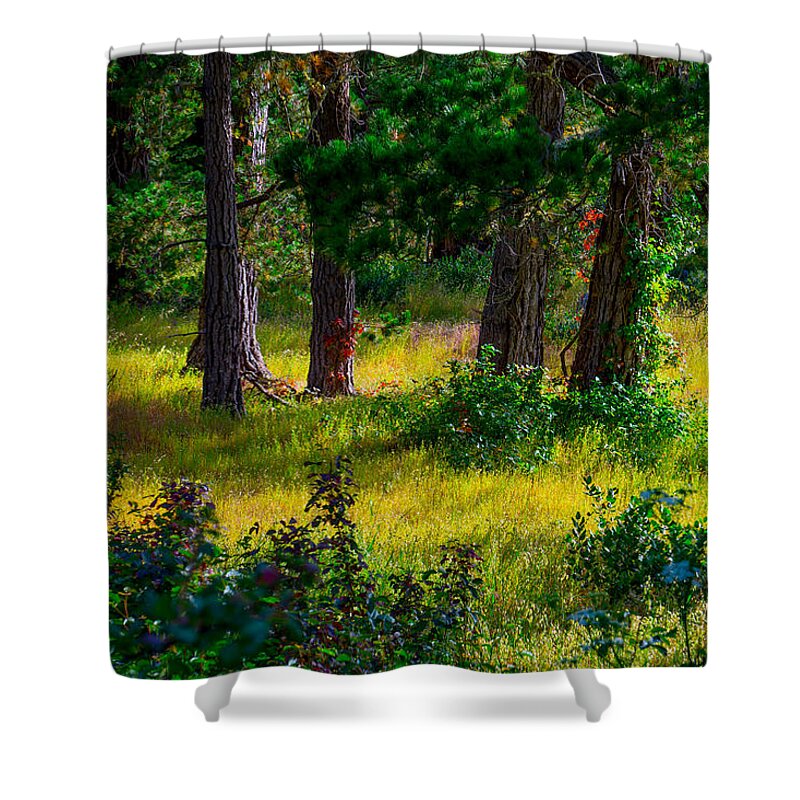 Monterey Shower Curtain featuring the photograph Pine Forest by Derek Dean