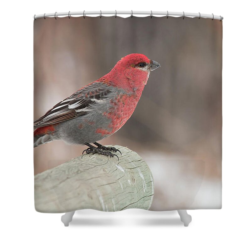 Bird Shower Curtain featuring the photograph Pine Grosbeak by Celine Pollard