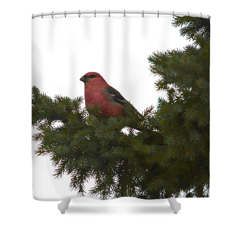 Bird Shower Curtain featuring the photograph Pine Grosbeak In Pine by Hella Buchheim