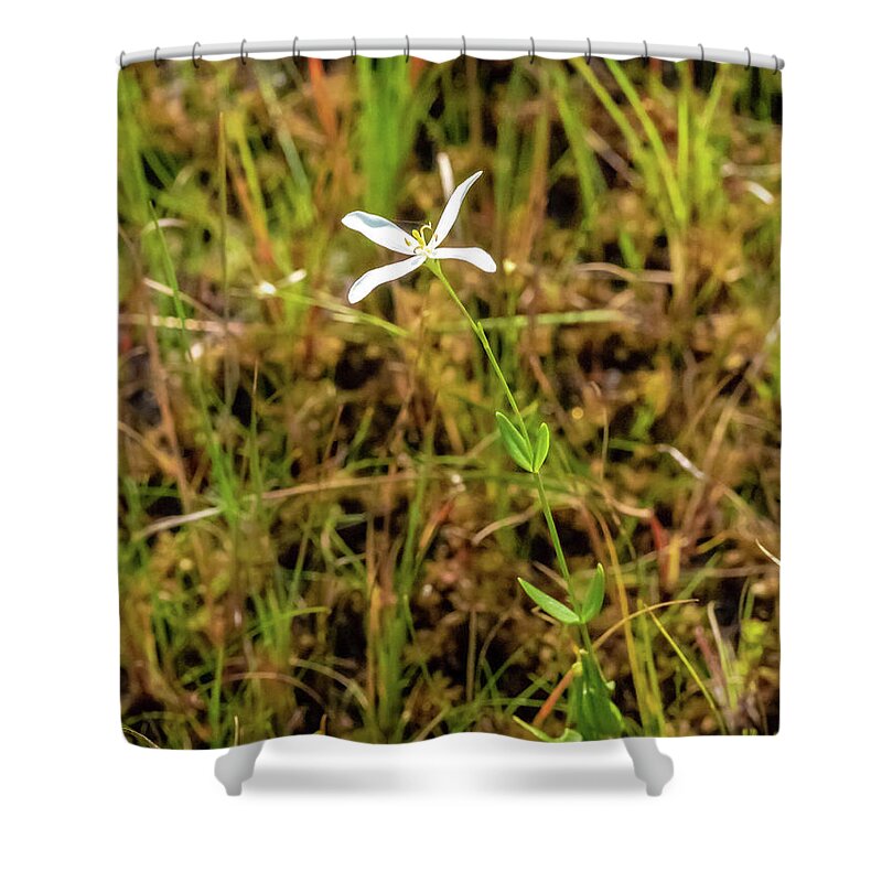 Grass Shower Curtain featuring the photograph Pine Lands Endangered Plant by Louis Dallara