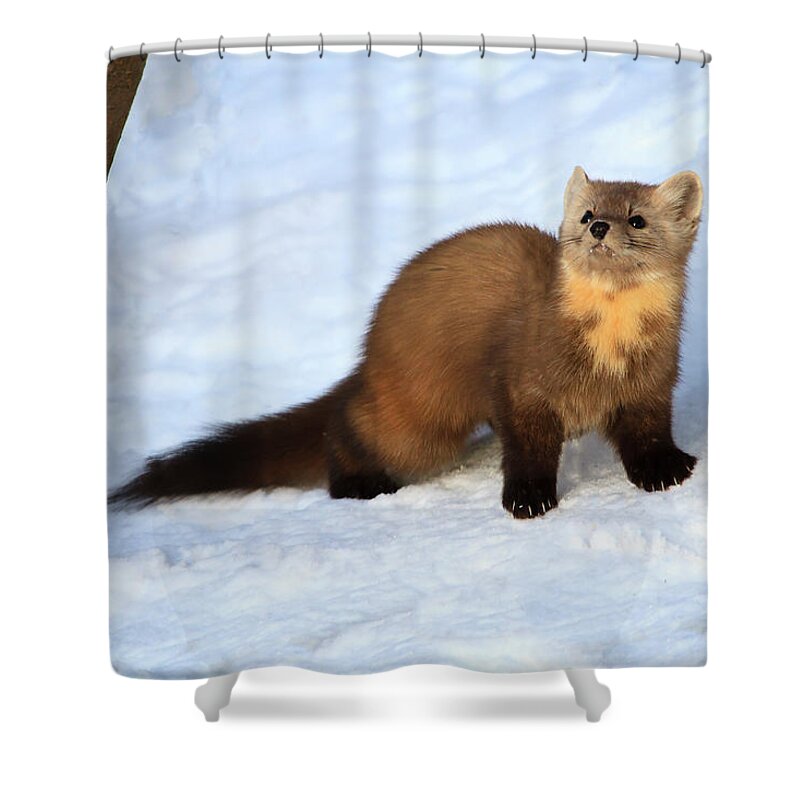 Wildlife Shower Curtain featuring the photograph Pine Martin 2 by Gary Hall