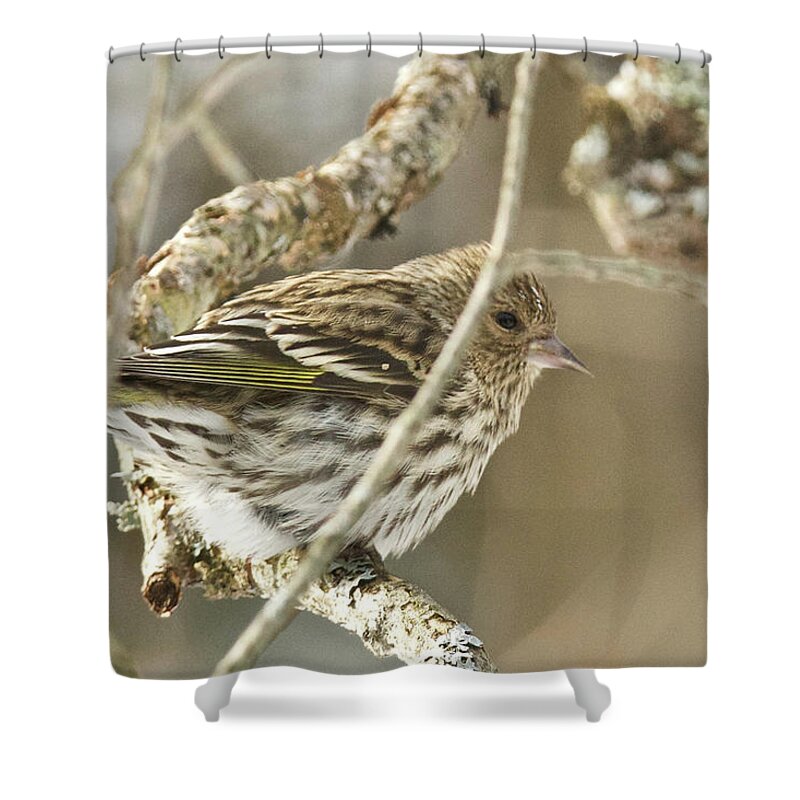 Pine Siskin Shower Curtain featuring the photograph Pine Siskin by Michael Peychich
