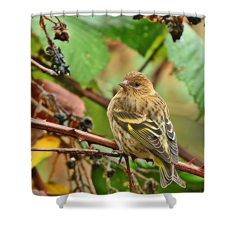 Bird Shower Curtain featuring the photograph Pine Siskin by Steve Warnstaff