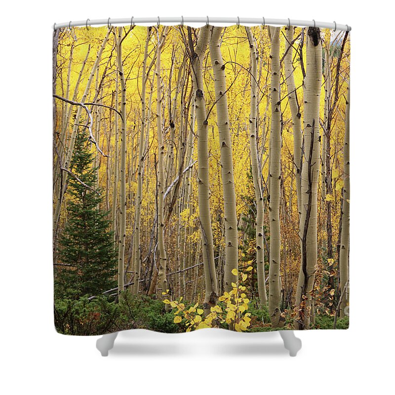 Aspens Shower Curtain featuring the photograph Pine Tree Among Aspens 4873 by Jack Schultz