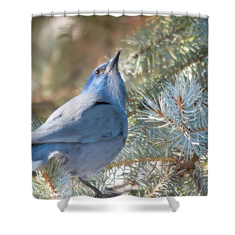 Pinion Jay Shower Curtain featuring the photograph Pinion Jay by Gary Beeler