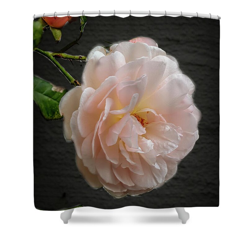 Color Shower Curtain featuring the photograph Pink a8 by Leif Sohlman
