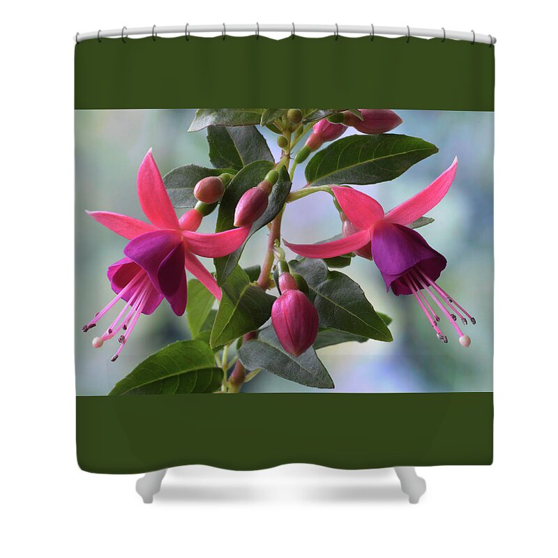 Fuchsias Shower Curtain featuring the photograph Pink And Purple Fuchsia by Terence Davis
