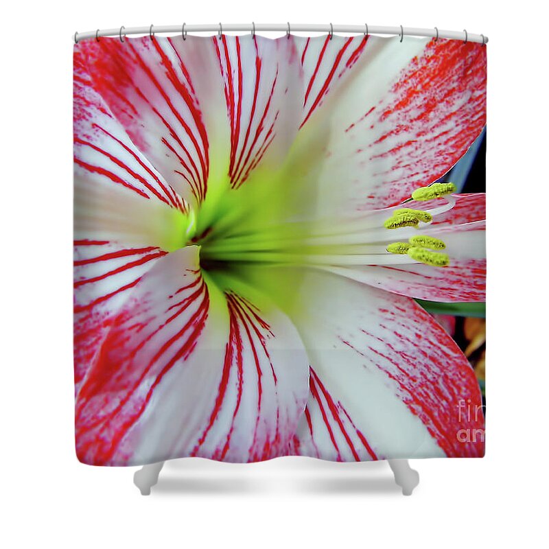 Amaryllis Shower Curtain featuring the photograph Pink And White by D Hackett