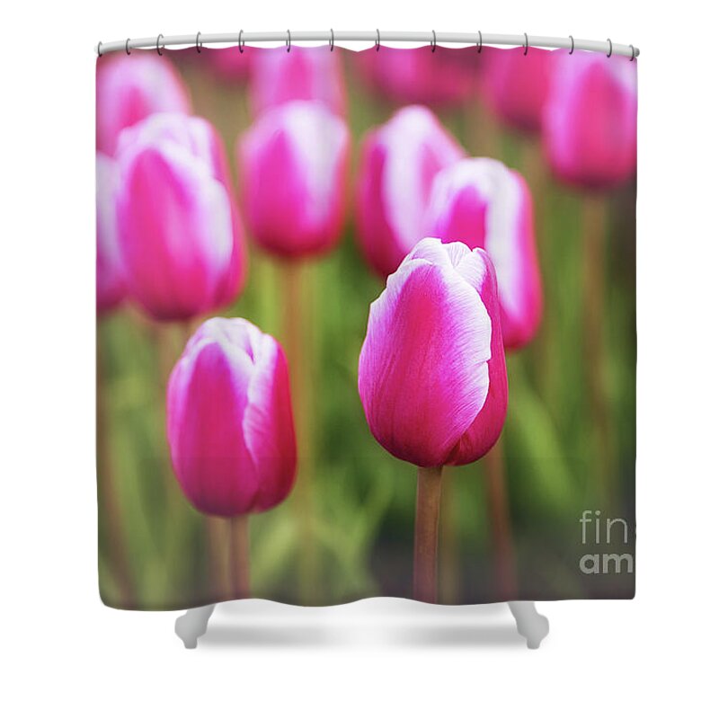 Pink Shower Curtain featuring the photograph Pink And White Tulips by Sharon McConnell