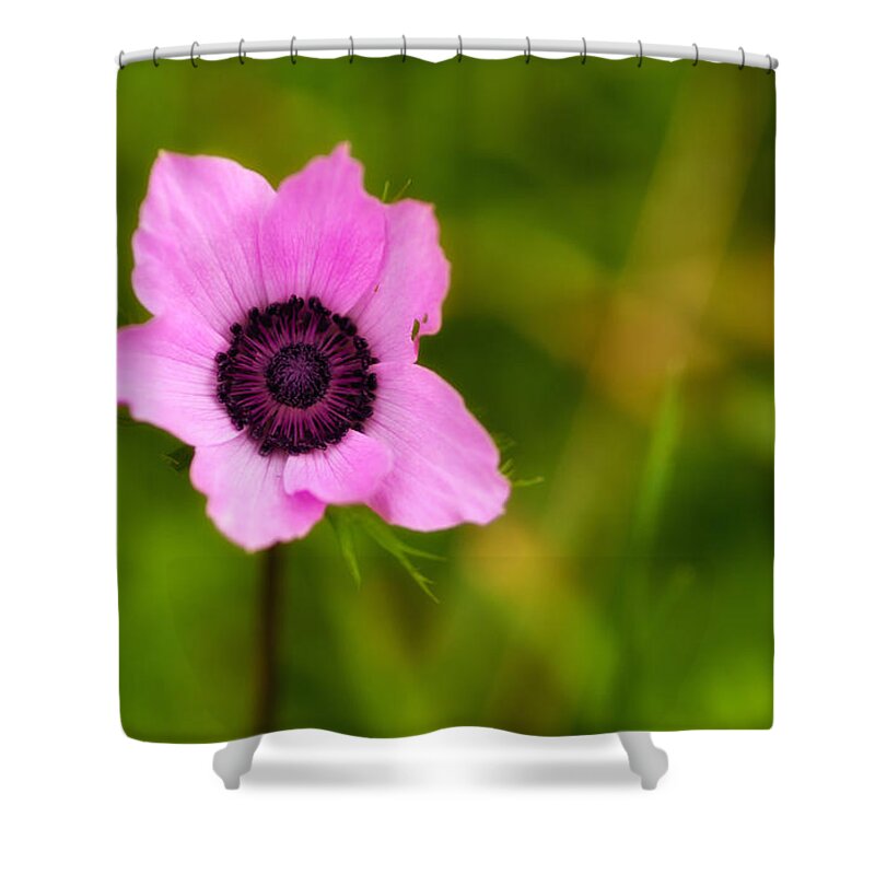 Pink Flower Shower Curtain featuring the photograph Pink anemone coronaria flower by Michalakis Ppalis