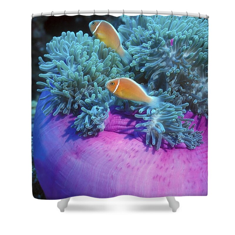 Fish Shower Curtain featuring the photograph Pink Anemonefish Protect Their Purple by Michael Wood