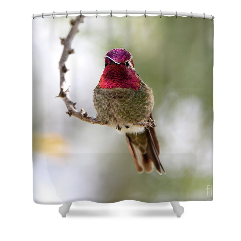 Denise Bruchman Shower Curtain featuring the photograph Pink Anna's Hummingbird by Denise Bruchman