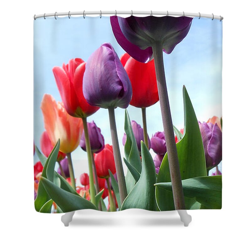 Tulip Shower Curtain featuring the photograph Pink Baby in Tulip Garden by Kristin Aquariann