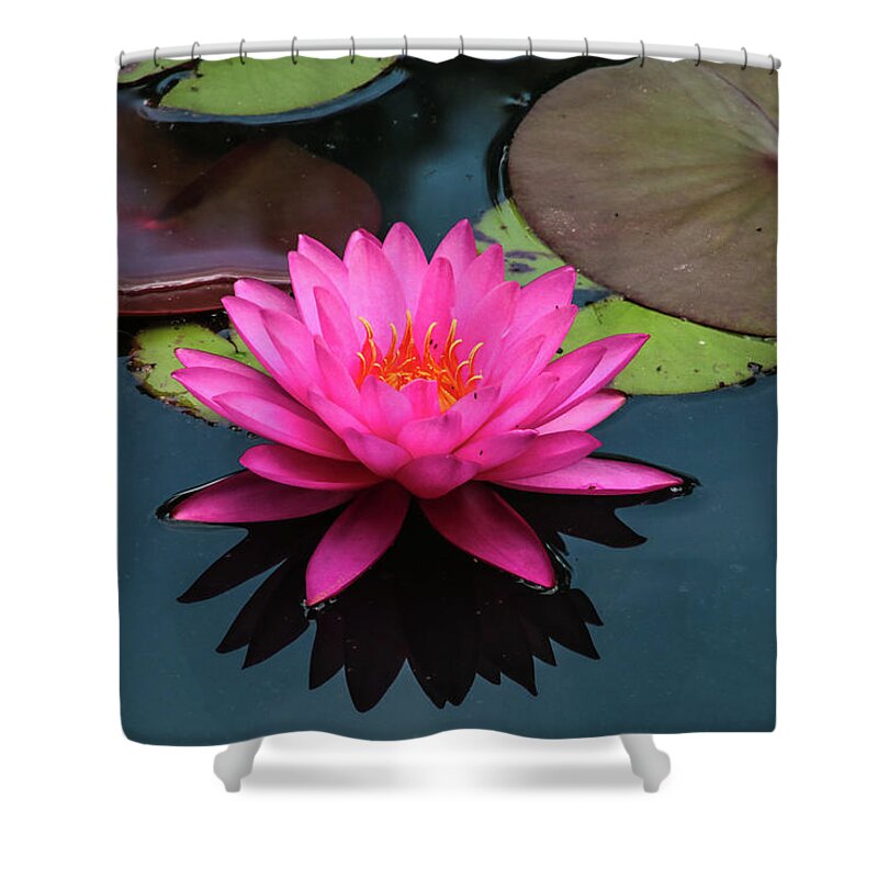 Flower Shower Curtain featuring the photograph Pink Beauty by Tom and Pat Cory