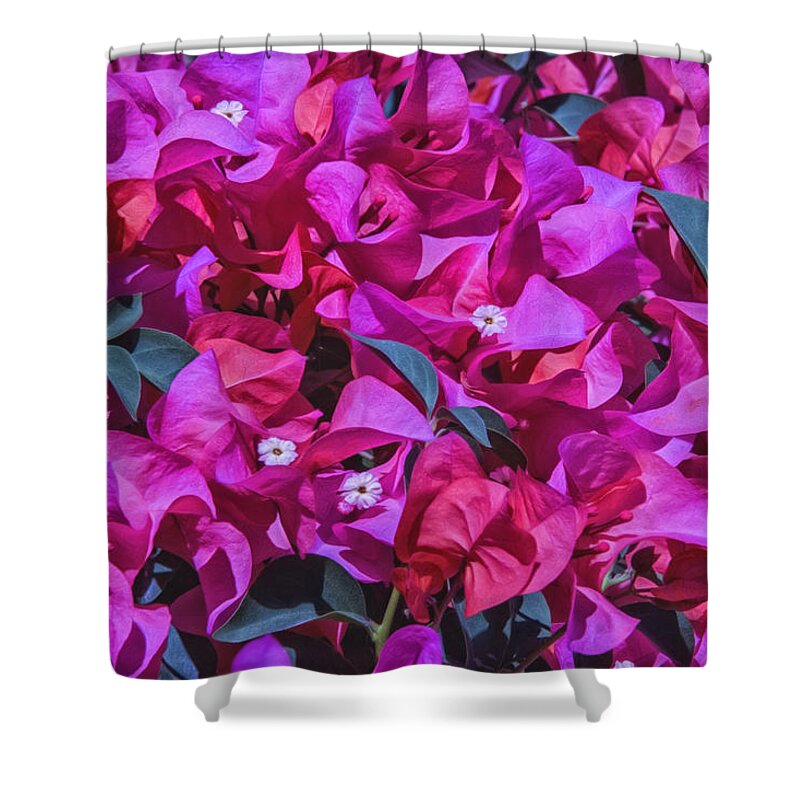 Bougainvilla Shower Curtain featuring the photograph Pink Bougainvillea by Pamela Steege