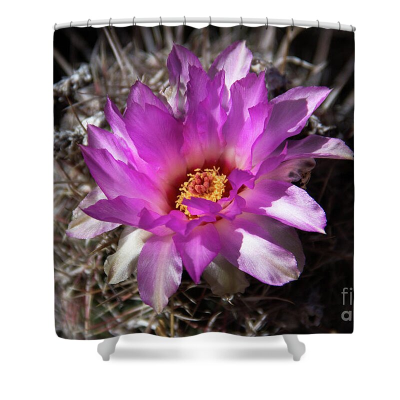  Flower Shower Curtain featuring the photograph Pink Cactus Flower by Amy Sorvillo