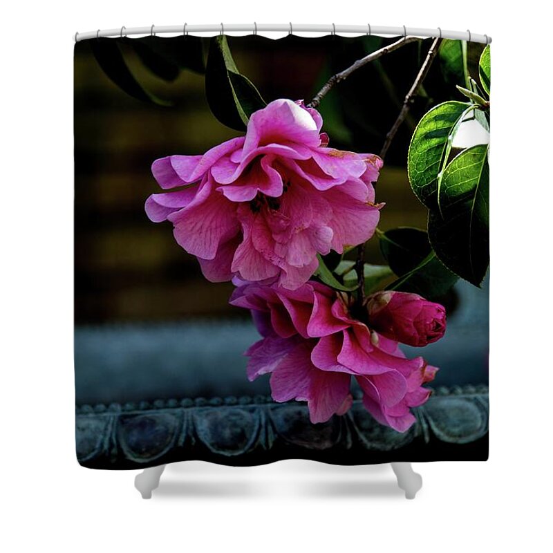 Pink Shower Curtain featuring the photograph Filoli Pink Camellia by Patricia Dennis