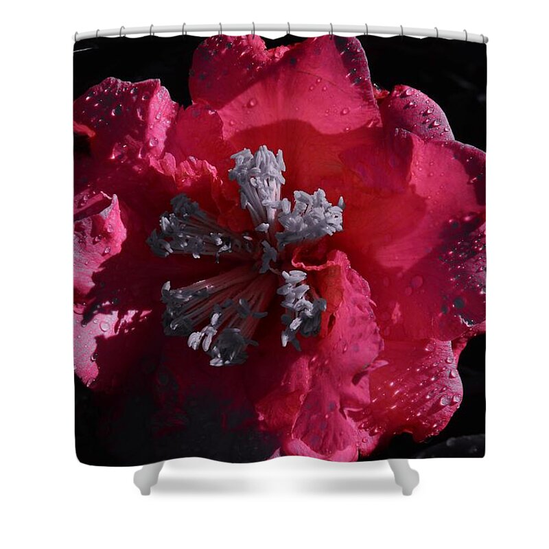 Pink Camillia And Selected Color Shower Curtain featuring the photograph Pink Camillia and Selected Color by Warren Thompson