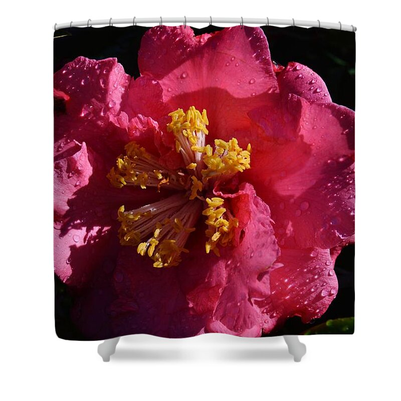 Pink Camillia With Raindrops Shower Curtain featuring the photograph Pink Camillia with Raindrops by Warren Thompson