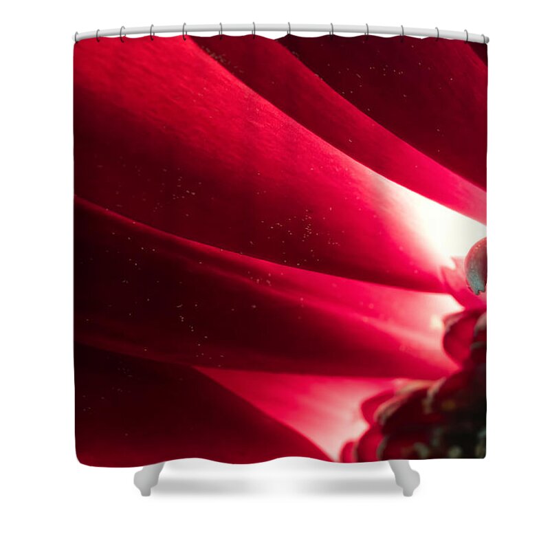 Pink Chrysanthemum Shower Curtain featuring the photograph Pink Chrysanthemum Flower Petals in Macro Canvas Close-up by John Williams