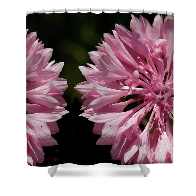 Cornflower Shower Curtain featuring the photograph Pink cornflowers by Baggieoldboy