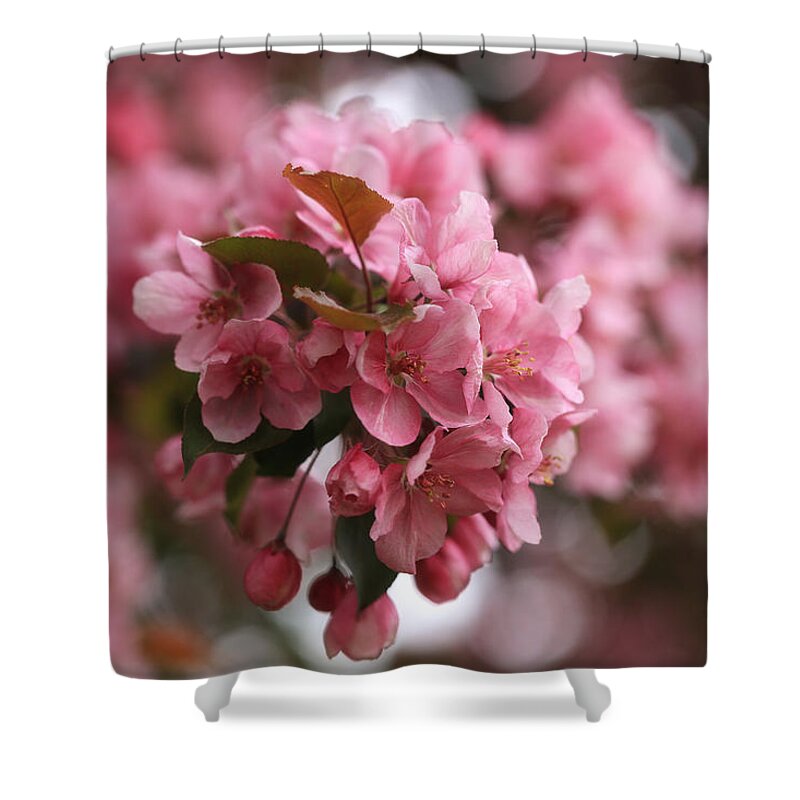 Pink Crabapple Blossoms Shower Curtain featuring the photograph Pink Crabapple Blossoms by Rachel Cohen