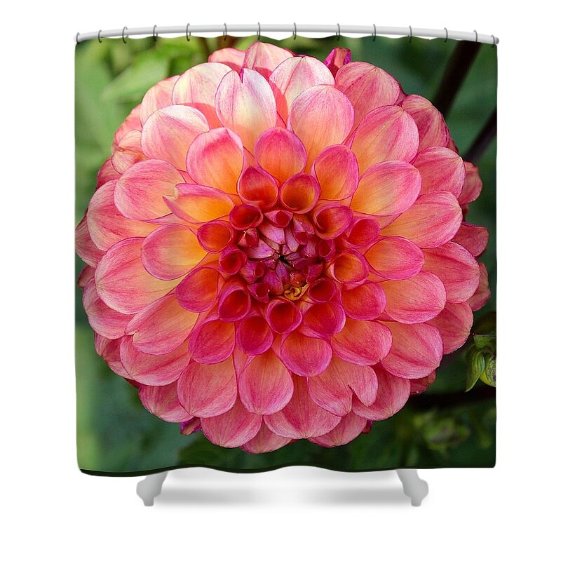 This Beautiful Pink Dahlia Was Captured At The Swan Island Dahlia Farm In Canby Shower Curtain featuring the photograph Pink Dahlia by Brian Eberly