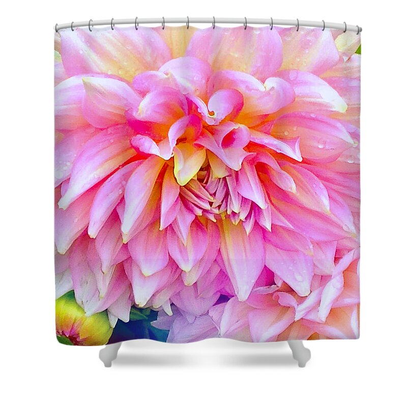 Pink Dahlia In Boulder Colorado Shower Curtain featuring the photograph Pink Dahlia in Boulder Colorado by Anna Porter
