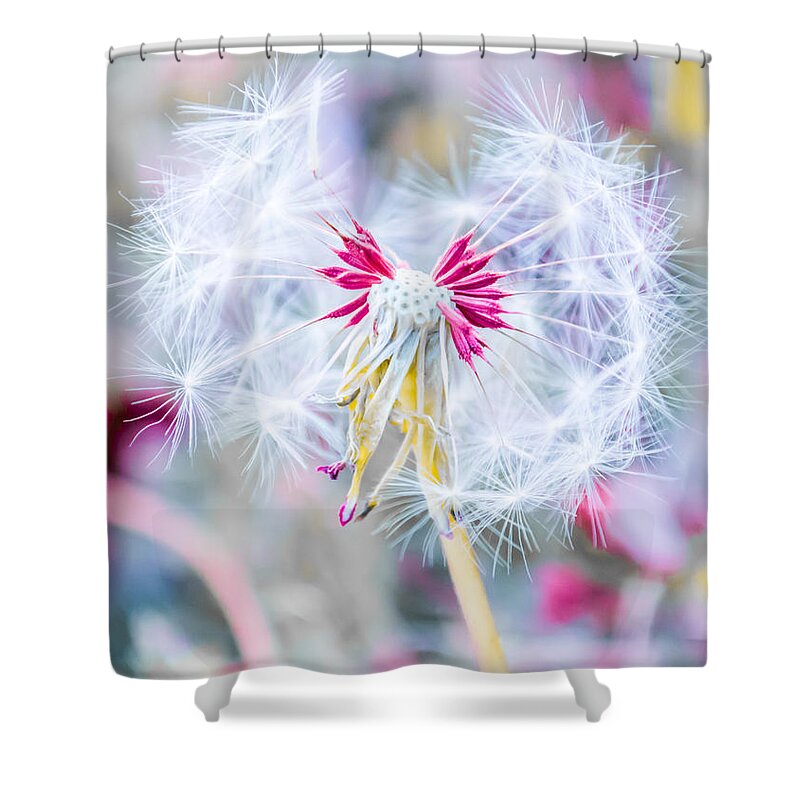 Pink Shower Curtain featuring the photograph Pink Dandelion by Parker Cunningham