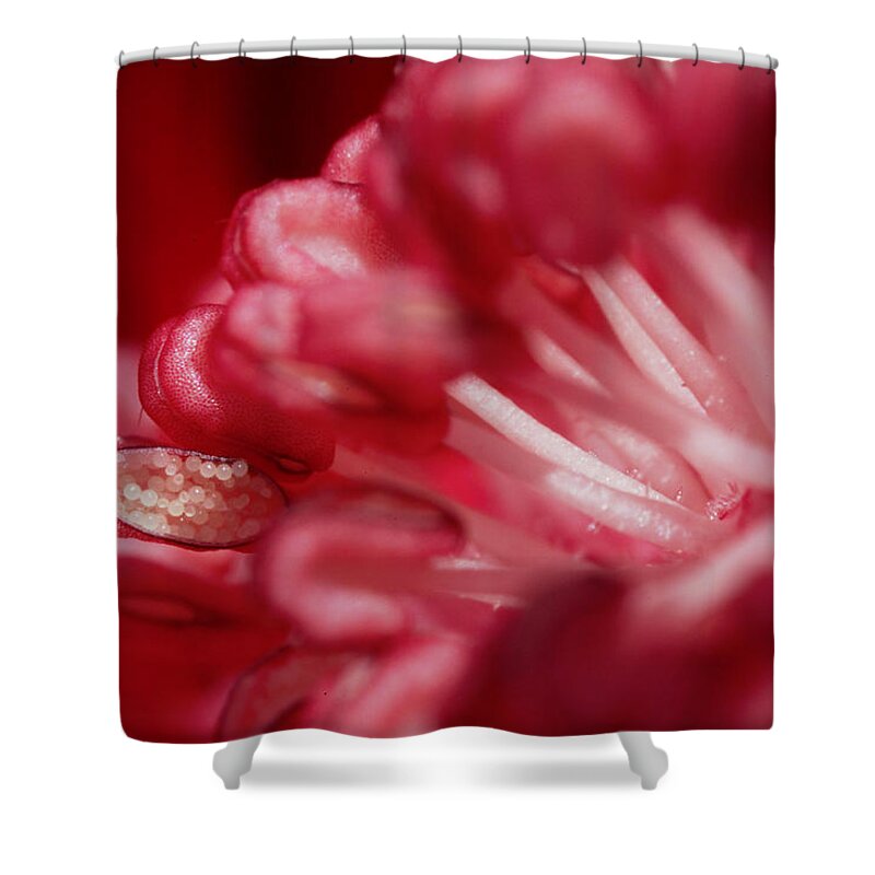 Flower Shower Curtain featuring the photograph Pink Delight by Robert Och