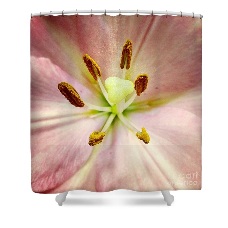 Lily Shower Curtain featuring the photograph Pink by Denise Railey