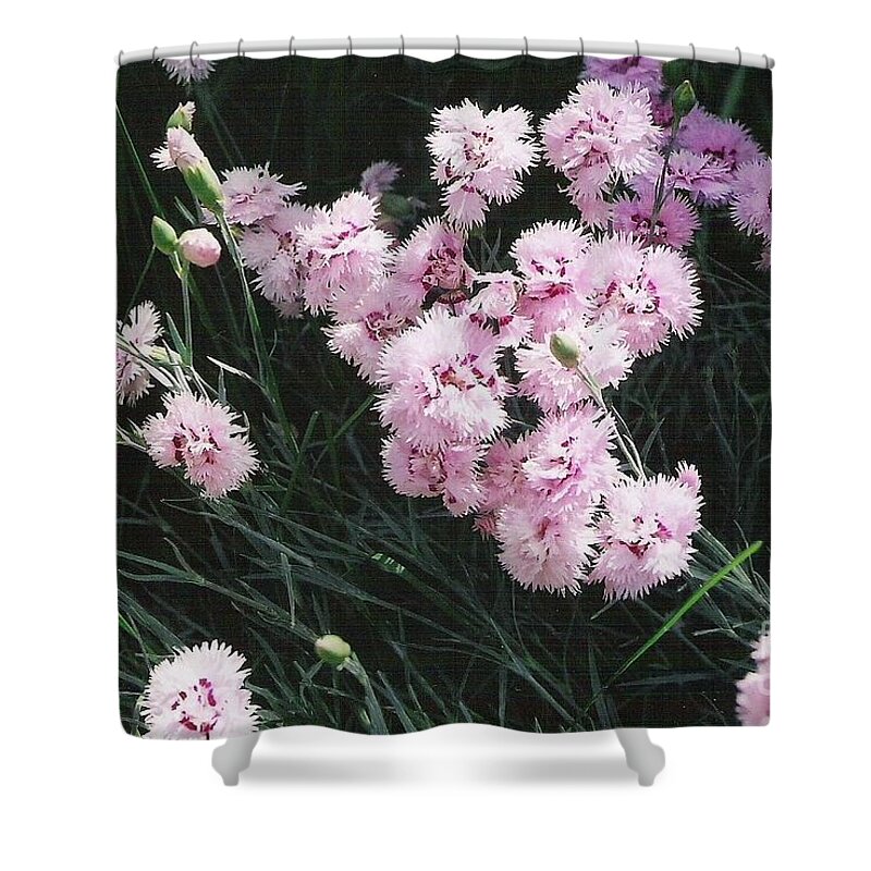 Dianthus Shower Curtain featuring the photograph Pink Dianthus by Charles Robinson
