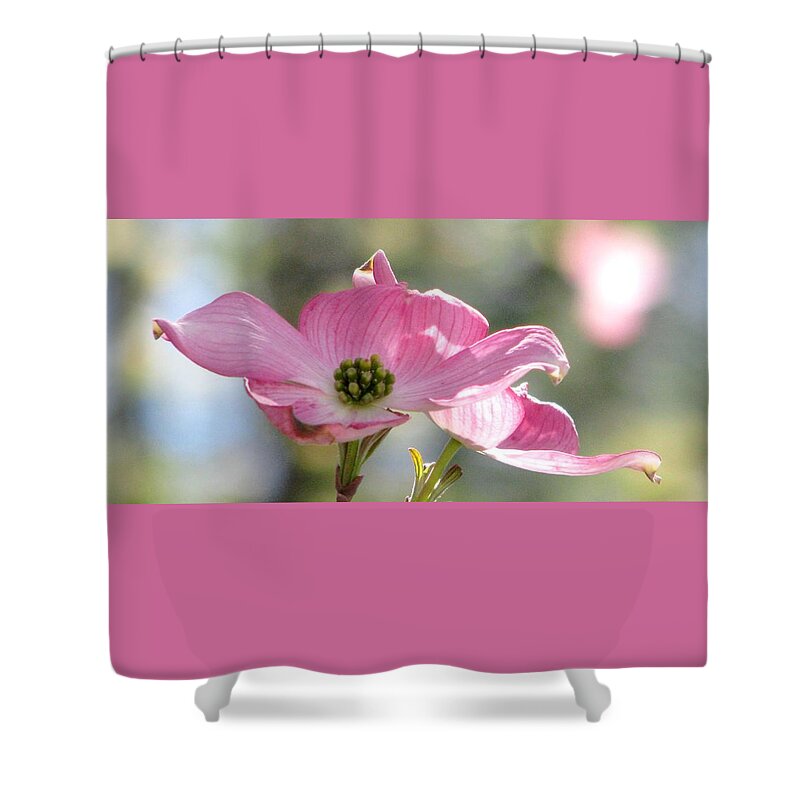 Pink Dogwood Shower Curtain featuring the photograph April Waltz by Angela Davies