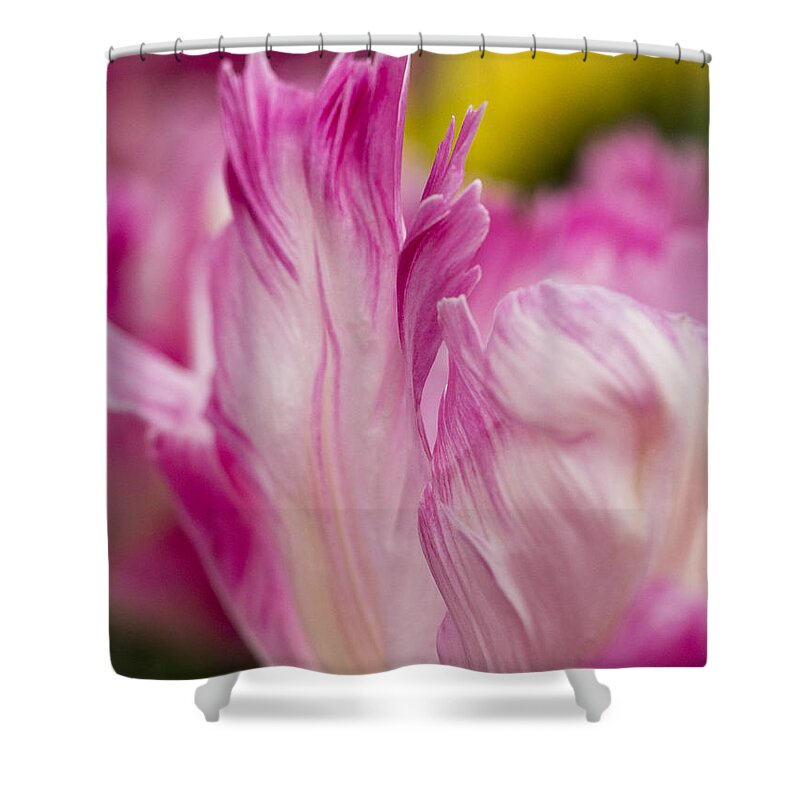 Beauty Shower Curtain featuring the photograph Pink Edges by Eggers Photography