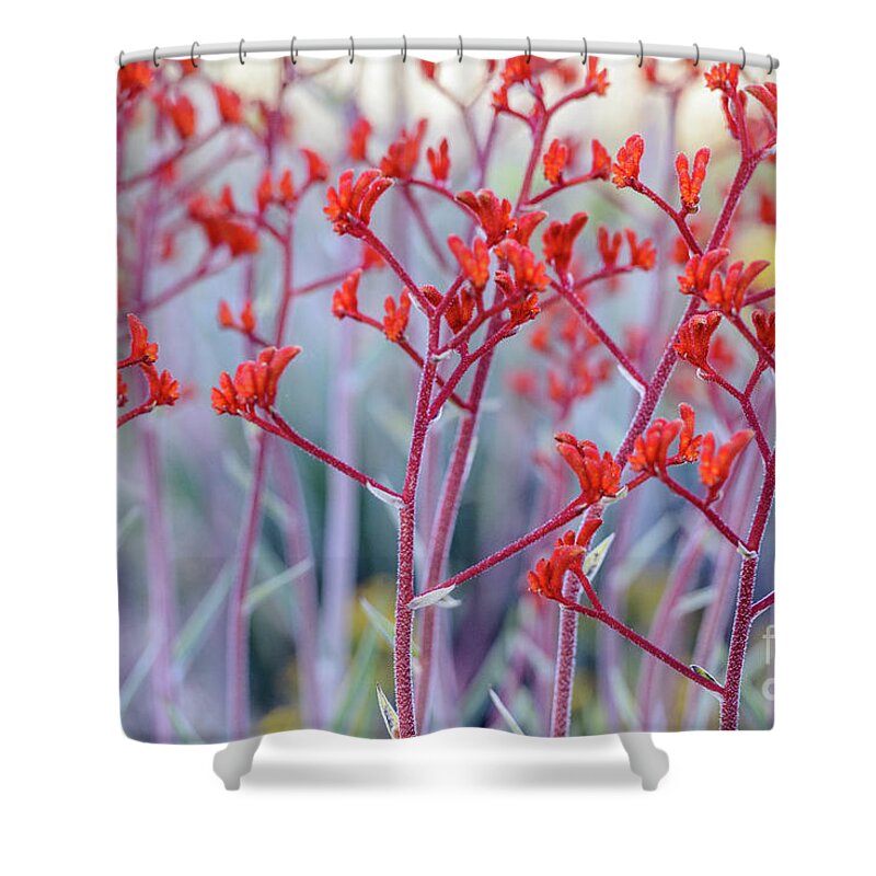 Flower Shower Curtain featuring the photograph Red Kangaroo Paw by Werner Padarin