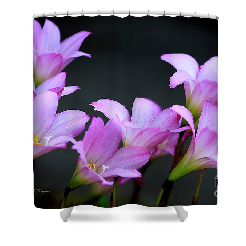 Zephyranthes Shower Curtain featuring the photograph Pink Fairy Lilies by Richard J Thompson