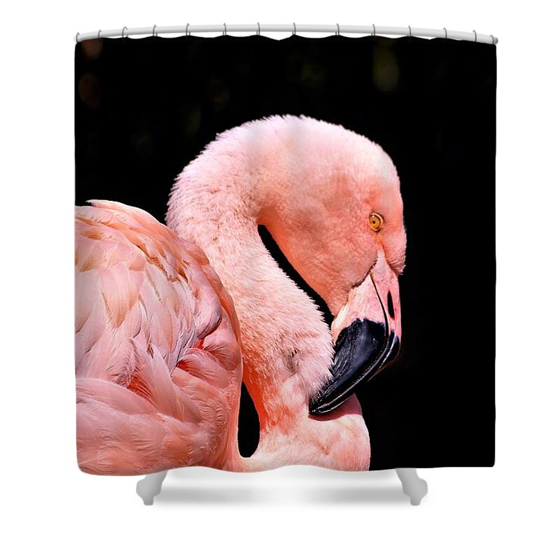 Nature Shower Curtain featuring the photograph Pink Flamingo on Black by Sheila Brown