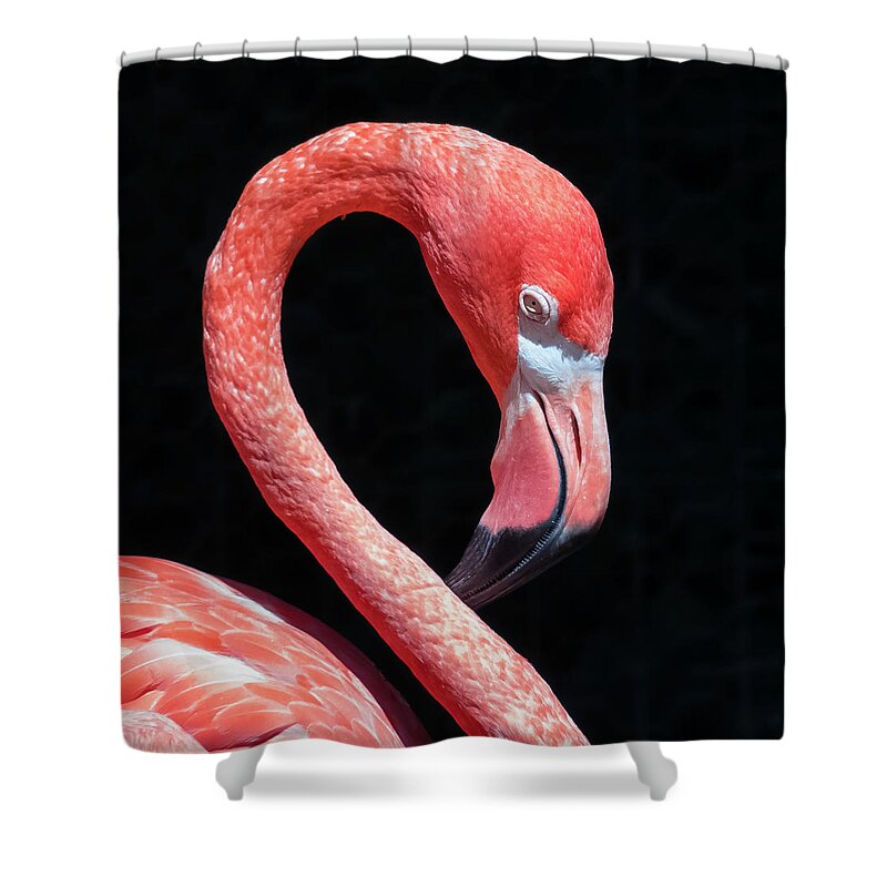 Pink Flamingo Shower Curtain featuring the photograph Pink Flamingo by Robert Bellomy