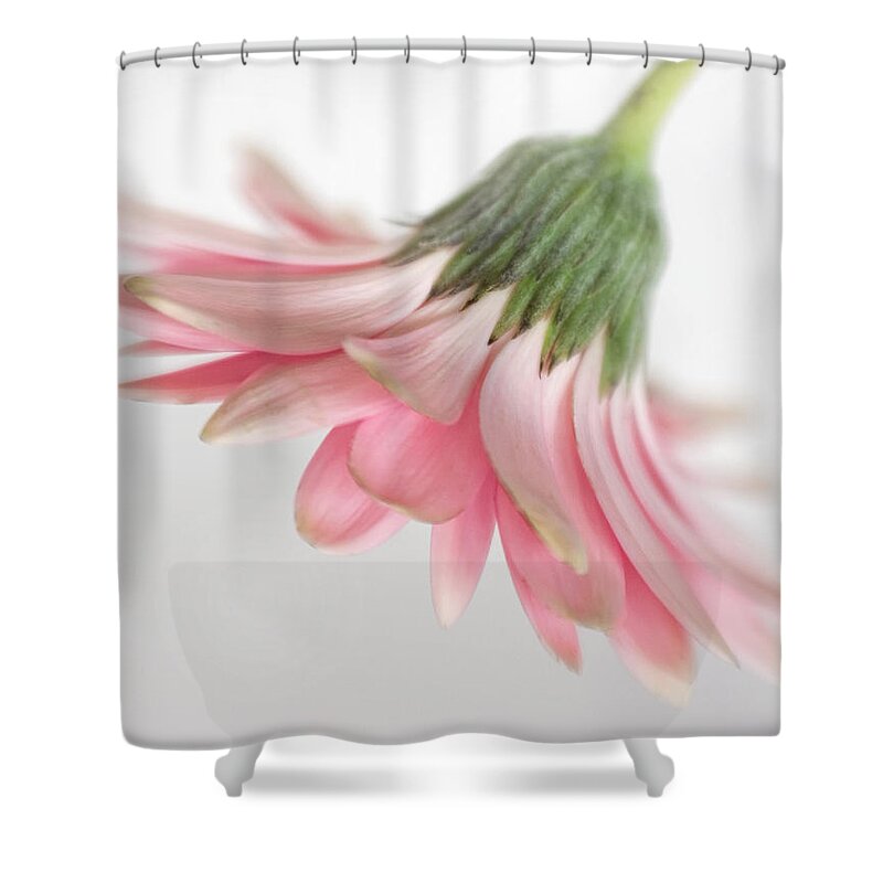 Bloom Shower Curtain featuring the photograph Pink Gerbera Daisy by David and Carol Kelly
