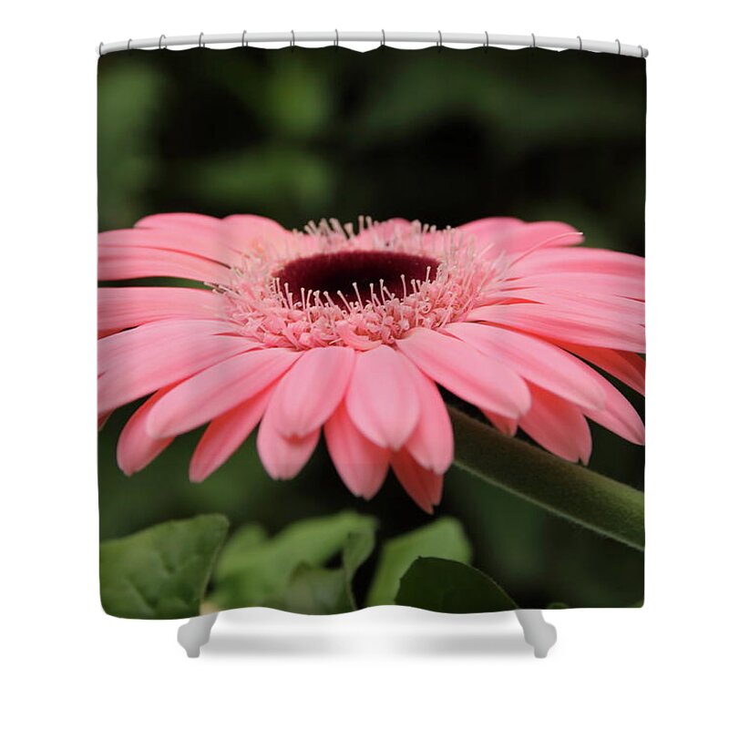 Pink Shower Curtain featuring the photograph Pink Gerbera by Jeff Townsend