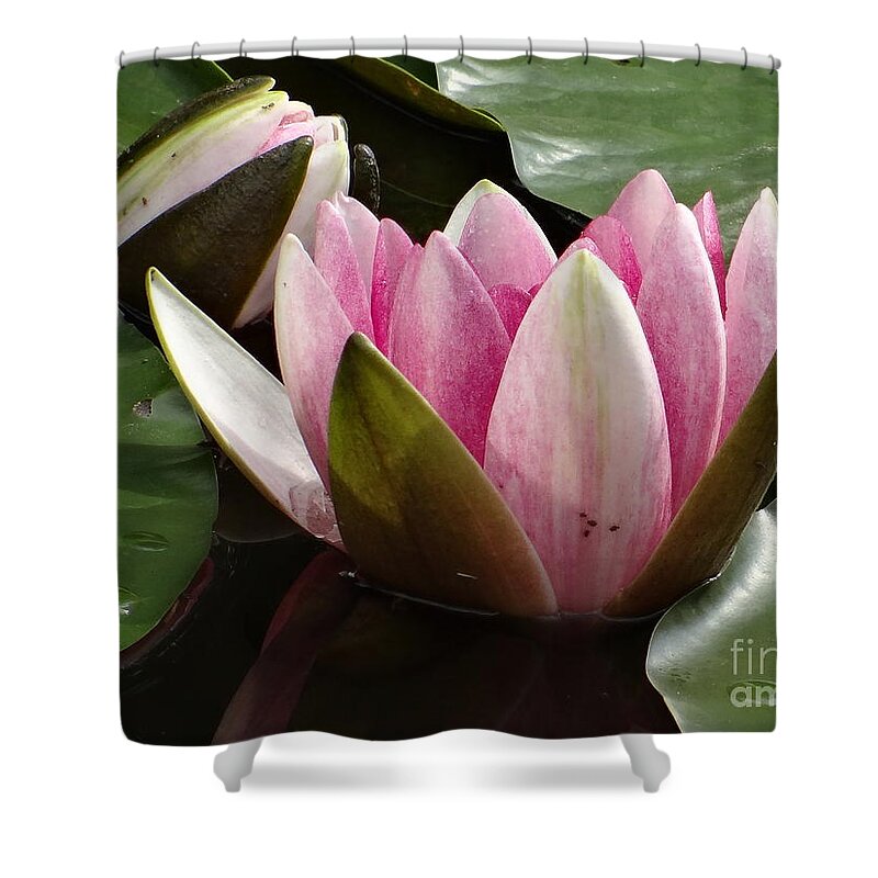 Flower Shower Curtain featuring the photograph Pink Harmony by Karin Ravasio