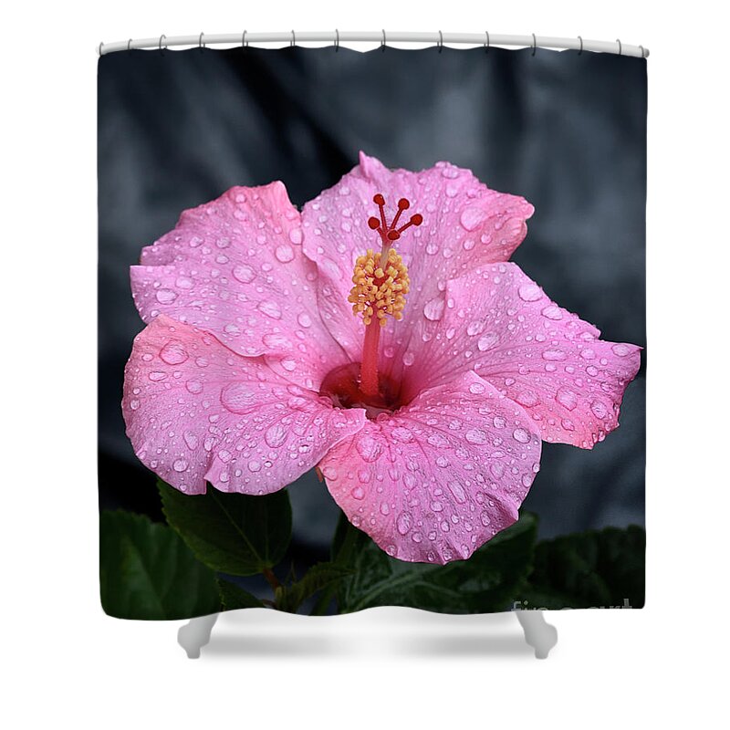 Top Artist Shower Curtain featuring the photograph Pink Hibiscus by Norman Gabitzsch