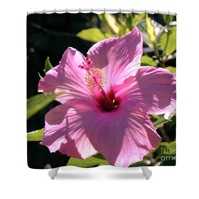 Fine Art Photography Shower Curtain featuring the photograph Pink Hibiscus by Patricia Griffin Brett