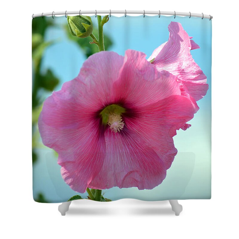 Holyhock Shower Curtain featuring the photograph Pink Holyhock. by Terence Davis