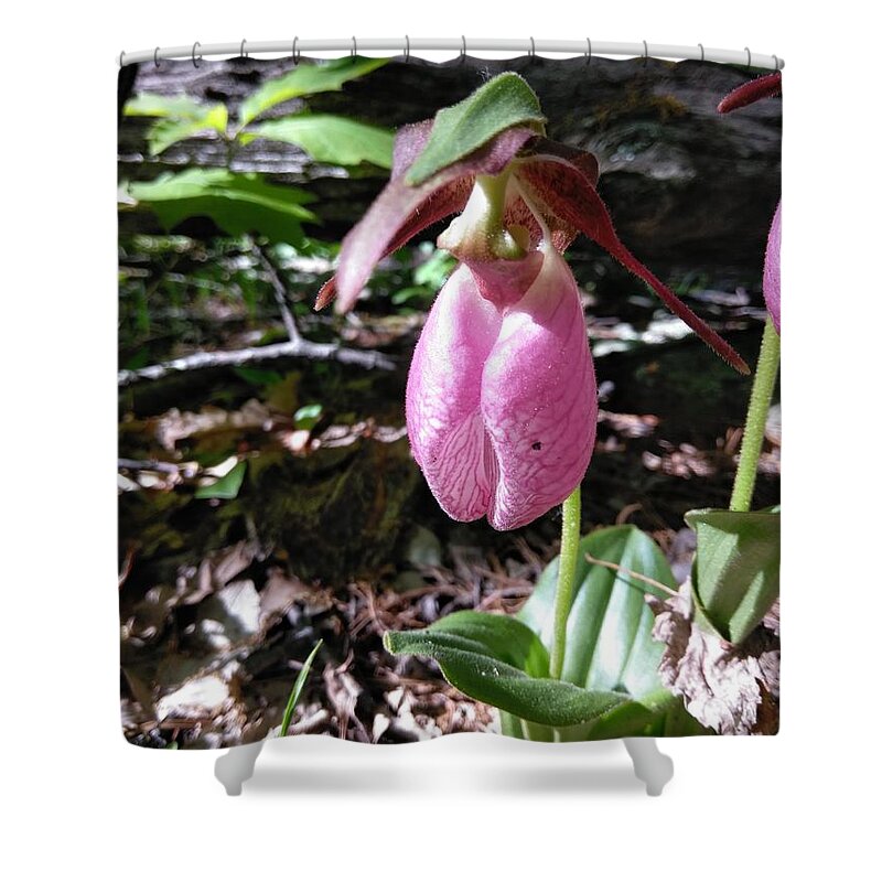 Nature Shower Curtain featuring the photograph Pink Ladies Slipper by Robert Nickologianis