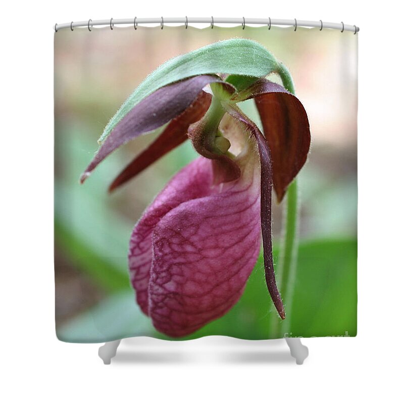 Flower Shower Curtain featuring the photograph Pink Lady by Smilin Eyes Treasures