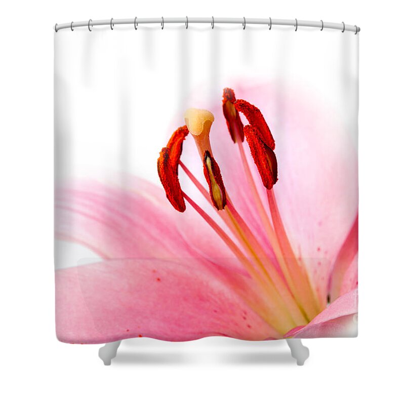 Lily Shower Curtain featuring the photograph Pink Lilies 08 by Nailia Schwarz