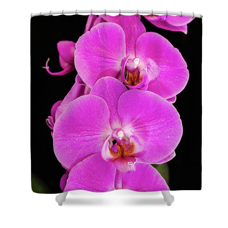 Pink Orchid Shower Curtain featuring the photograph Pink orchid against a black background by Andy Myatt